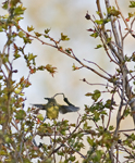 Orange crowned Warbler